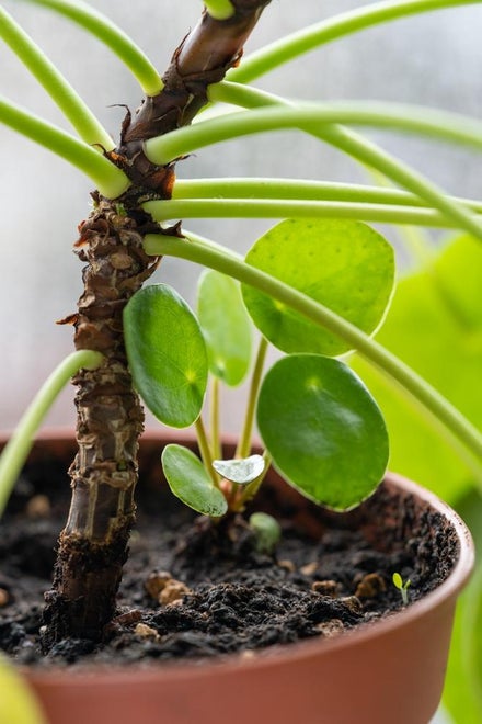 Pilea-stiklinger